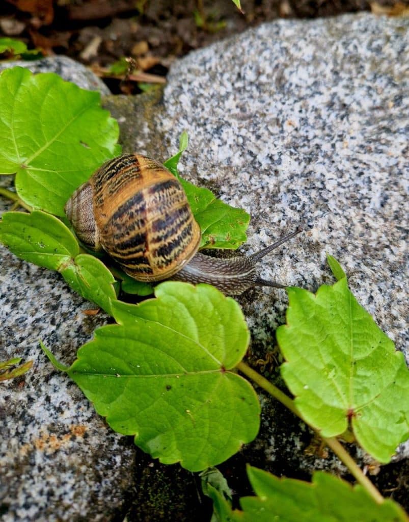 Snail with brown patterned shell on green leaves resting on a rocky surface outside.